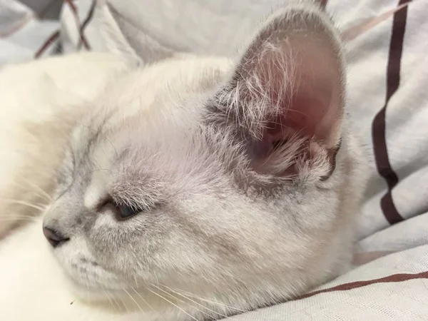 白スコットランド ストレート子猫の顔を閉じる耳に焦点を当てる — ストック写真