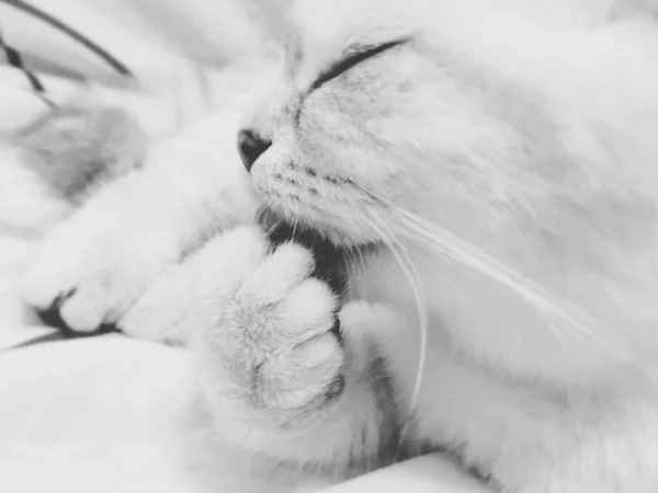 Bílá Skotský Rovný Kotě Zblízka Obličej Lízání Tlapku — Stock fotografie