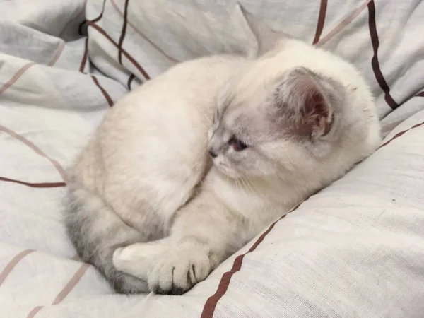 Blanco Escocés Recta Chichilla Gatito — Foto de Stock