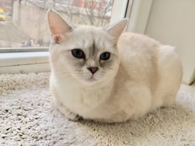 Beyaz İskoç kedi evde yatıyor