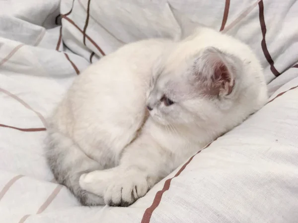 Branco Escocês Gato Coloca Casa — Fotografia de Stock