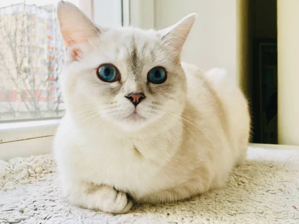 Beyaz Skoç Kedi Evde Yatıyor — Stok fotoğraf
