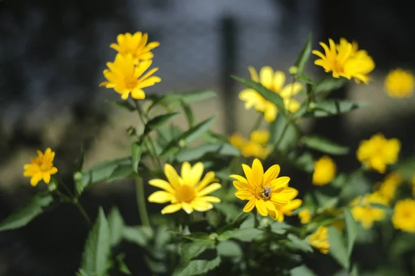 Field marigold, calendula flower in the garden.