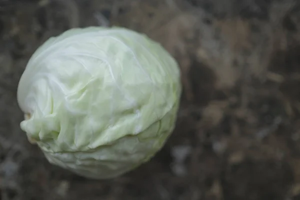 Ein Weißkohl Auf Einem Tisch — Stockfoto