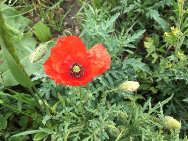 Yeşil çimlerde kırmızı haşhaş