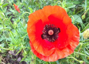 Yeşil çimlerde kırmızı haşhaş