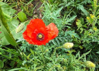 Yeşil çimlerde kırmızı haşhaş