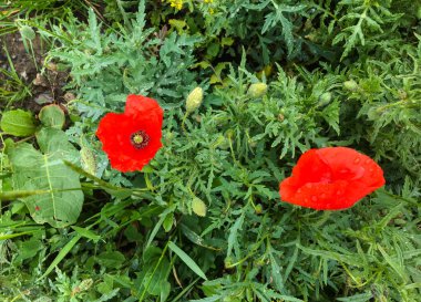 Yeşil çimlerde kırmızı haşhaş