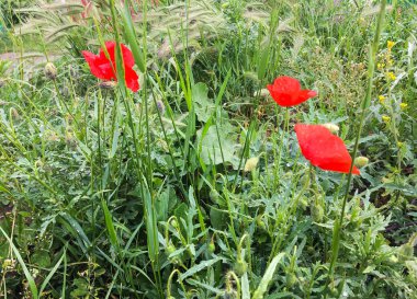 Yeşil çimlerde kırmızı haşhaş