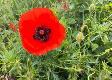 Yeşil çimlerde kırmızı haşhaş