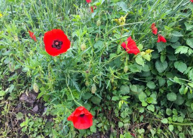 Yeşil çimlerde kırmızı haşhaş