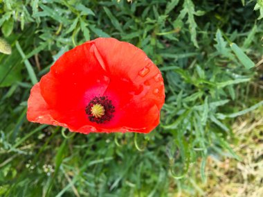 Yeşil çimlerde kırmızı haşhaş