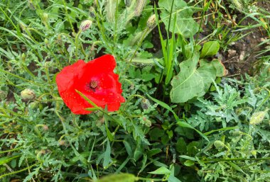 Yeşil çimlerde kırmızı haşhaş
