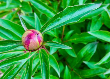 Yeşil çiçekli kırmızı şakayık tomurcuğu değil. 