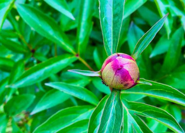 Yeşil çiçekli kırmızı şakayık tomurcuğu değil. 