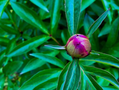Yeşil çiçekli kırmızı şakayık tomurcuğu değil. 
