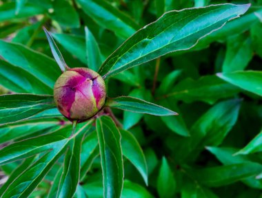 Yeşil çiçekli kırmızı şakayık tomurcuğu değil. 