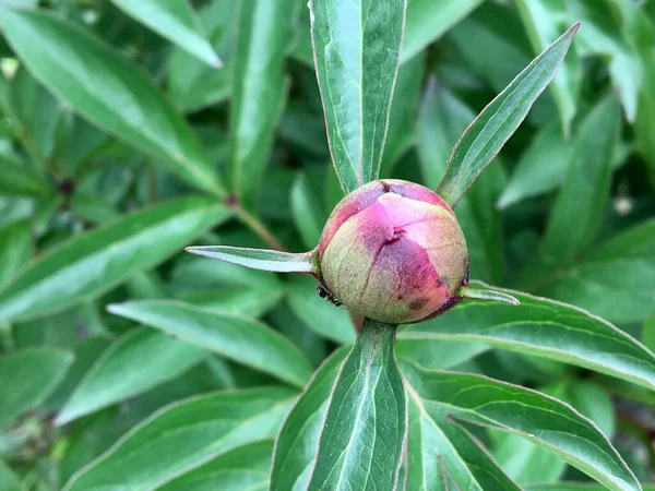 Kvetoucí Červený Pivoňka Květinový Pupen Zeleném — Stock fotografie