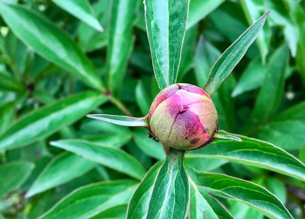 Kvetoucí Červený Pivoňka Květinový Pupen Zeleném — Stock fotografie