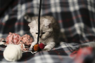 İskoç düz gümüş tekir kedicik