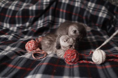 İskoç kediler yün yumaklarıyla oynuyorlar.