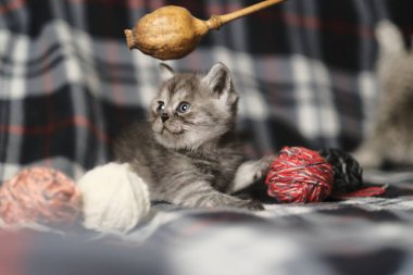 İskoç siyah dumanlı kedi yavrusu