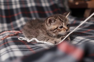 ... siyah uskumru (uskumru) evde oynayan altın rengi kedi yavrusu.. 