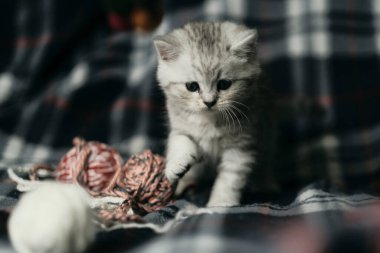 İskoç düz gümüş tekir kedicik