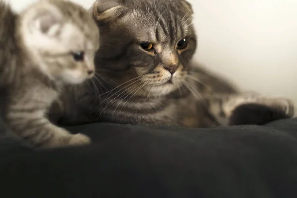 Gato Dobra Escocês Com Gatinho — Fotografia de Stock