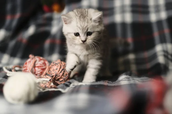 Escocês Prata Reta Tabby Gatinho — Fotografia de Stock