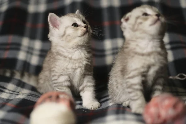 Gatinhos Escoceses Linha Reta Dobra Juntos — Fotografia de Stock