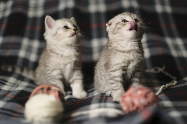 Scottish Kittens Straight Fold Standing Together — Stock Photo, Image