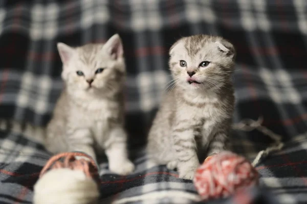 Scottish Kittens Straight Fold Standing Together — Stock Photo, Image