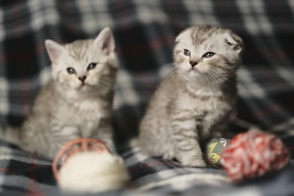 Gatitos Escoceses Recta Plegable Pie Juntos —  Fotos de Stock