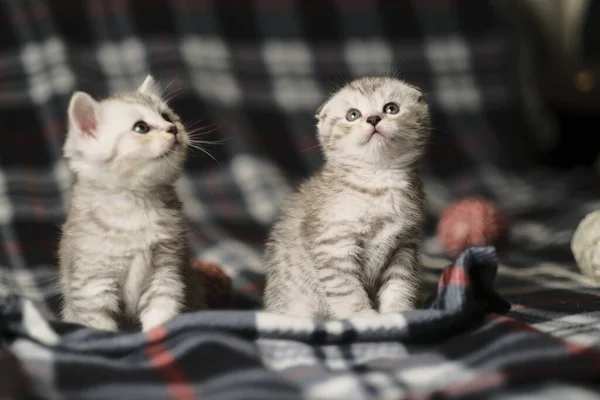 Scottish Kittens Straight Fold Standing Together — Stock Photo, Image