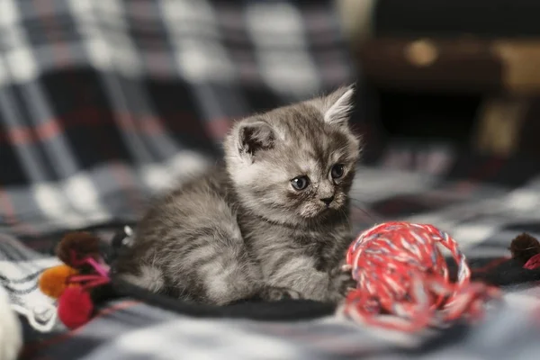 Chaton Fumé Écossais Noir Droit — Photo