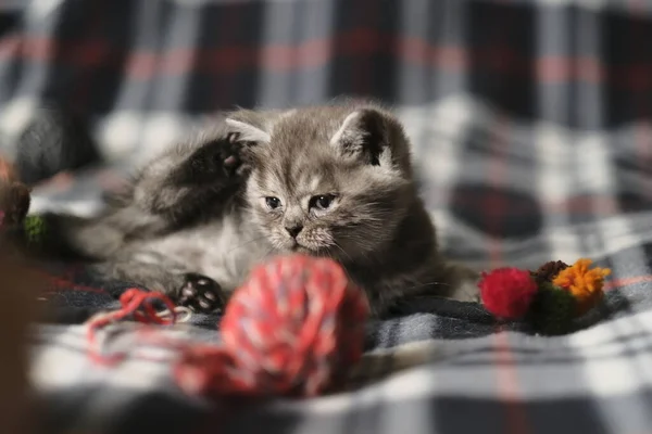 Scottish Straight Black Smoke Kitten — Stock Photo, Image