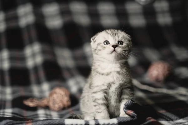 Schotse Vouw Zilveren Tabby Kitten — Stockfoto