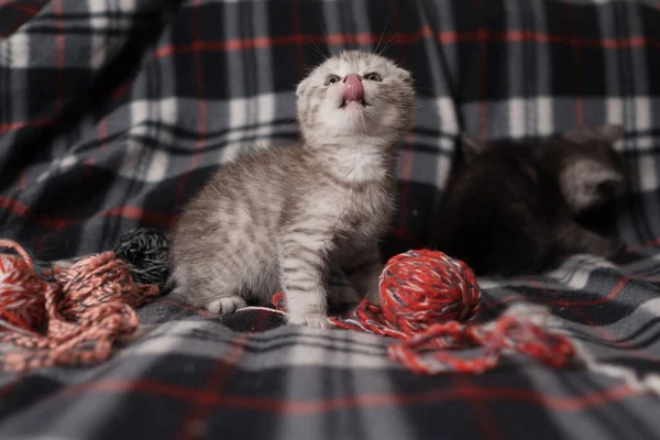 Scottish Fold Silver Tabby Kitten — Stock Photo, Image
