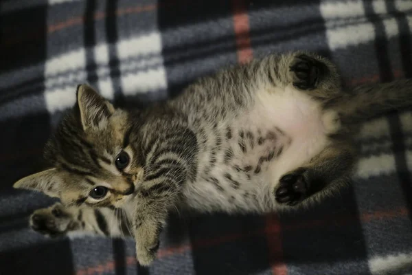 Straight Kitten Black Tabby Mackerel Gold Playing Home — Stock Photo, Image