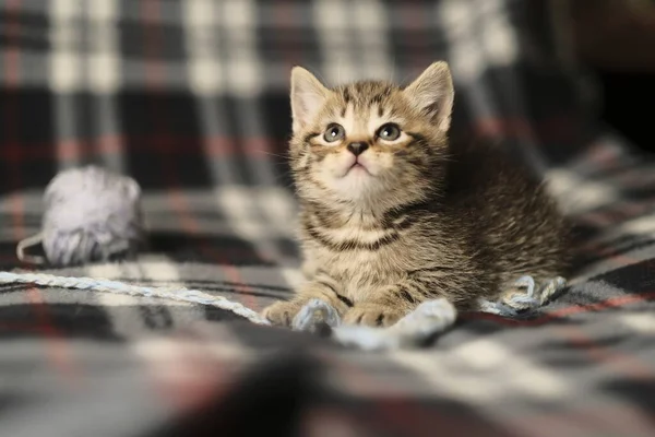 Straight Kitten Black Tabby Makrele Auf Gold Beim Spielen Hause — Stockfoto