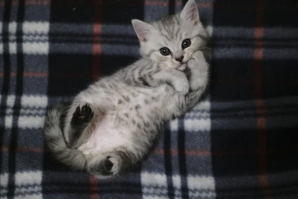 Écossais Droite Argent Tabby Chaton — Photo