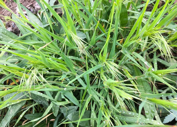 Verschiedene Arten Junger Kräuter Hafer Weizen Brennnessel Gras Straßenrand — Stockfoto