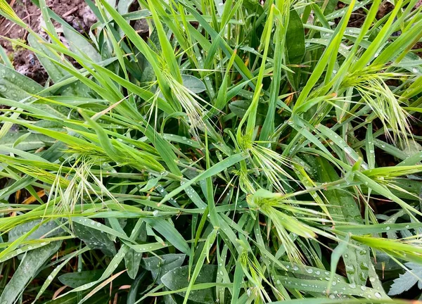 不同类型的香草 路边草 — 图库照片