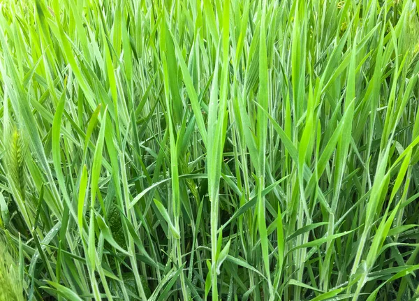 Junges Frühlingshaftes Grünes Gras — Stockfoto