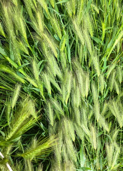 Lying Ears Wheat Rain — Stock Photo, Image