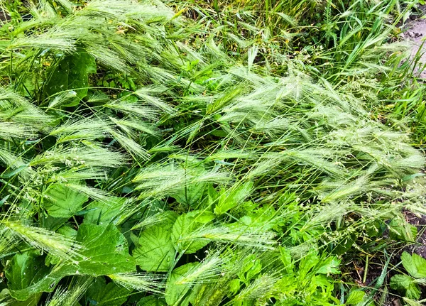 雨后躺在麦穗上 — 图库照片