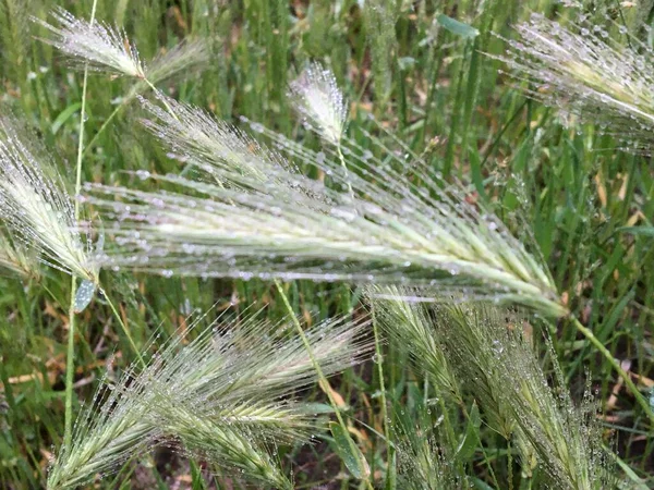 在室外的绿色背景上 麦穗上有一小滴雨滴 — 图库照片