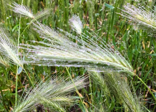 在室外的绿色背景上 麦穗上有一小滴雨滴 — 图库照片