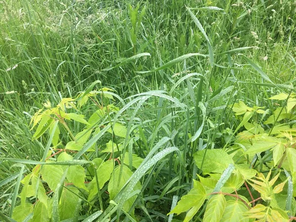 青春春绿青草 — 图库照片